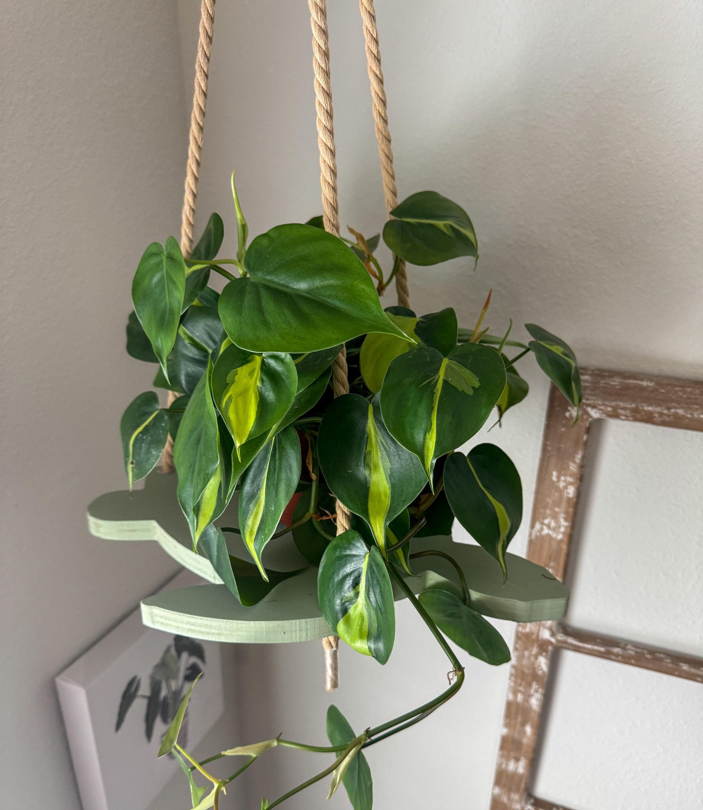 Sea Turtle Macramé Plant Hanger