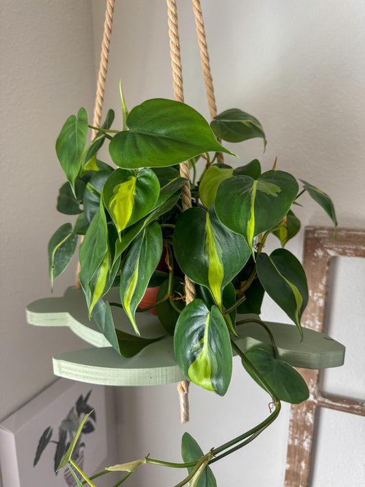 Sea Turtle Macramé Plant Hanger
